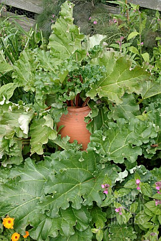 FORCING_RHUBARB_IN_CLAY_POT
