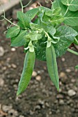 PEA PODS (PISUM SATIVUM)