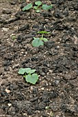 PUMPKIN YOUNG PLANTS GROWING IN HEAVILY MANURED GROUND