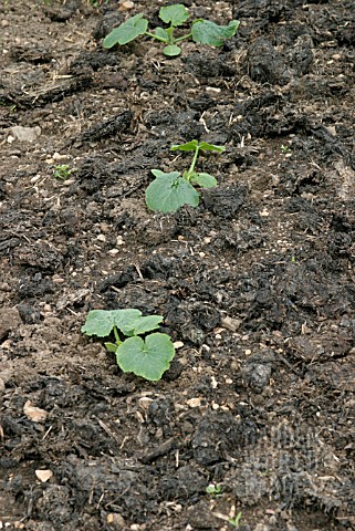 PUMPKIN_YOUNG_PLANTS_GROWING_IN_HEAVILY_MANURED_GROUND