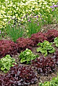 ROWS OF MIXED LETTUCES AND CHIVE