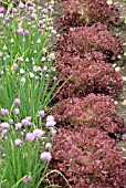 ROWS OF RED LETTUCES AND CHIVE