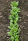 LETTUCE SEEDLINGS PRIOR TO THINNING