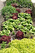 MIXED LETTUCES WITH HERBS