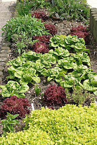 MIXED_LETTUCES_WITH_HERBS