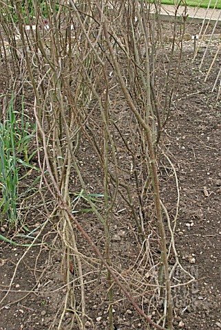 PEA_SUPPORT__HAZEL_BRANCHES__PRIOR_TO_PLANTING