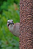 JAY (GARRULUS GLANDARIUS) ON PEANUT FEEDER