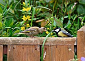 GREENFINCH,  CARDUELIS CHLORIS,  THREATENING GREAT TIT