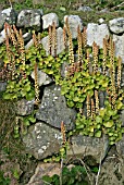 CYMBALARIA MURALIS (PENNYWORT) GROWING ON STONE WALL