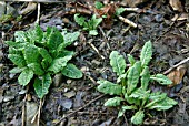 PRIMULA SEEDLING REPPEARING IN MARCH