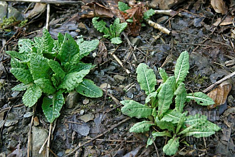 PRIMULA_SEEDLING_REPPEARING_IN_MARCH