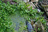 DUCKWEED (LEMNA) COLONISE POND IN SPRING