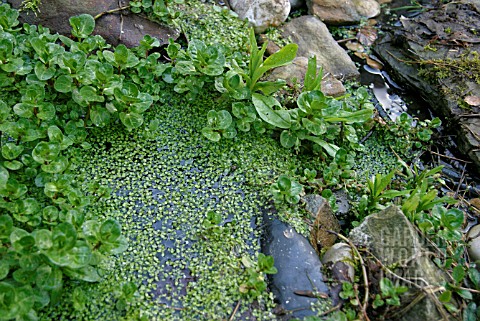 DUCKWEED_LEMNA_COLONISE_POND_IN_SPRING