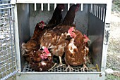 BATTERY HENS WILL RECOVER AND LAY WELL