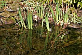 IRIS PSEUDACORUS (YELLOW WATER FLAG IRIS) ABOVE WATER IN APRIL