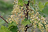 RIBES NIGRUM, (BLACKCURRANT FLOWERS)