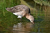 LIMOSA LIMOSA,  BLACK TAILED GODWIT