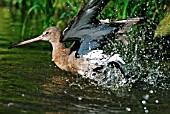 LIMOSA LIMOSA,  BLACK TAILED GODWIT