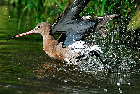 LIMOSA_LIMOSA__BLACK_TAILED_GODWIT