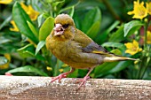 GREENFINCH,  MALE EATING NUT,  CARDUELIS CHLORIS