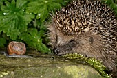 ERINACEUS EUROPEUS,  HEDGEHOG AND SNAIL