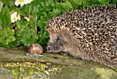 ERINACEUS EUROPEUS,  HEDGEHOG AND SNAIL