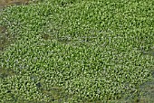 NASTURTIUM OFFICINALE,  WATERCRESS