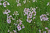 CARDAMINE PRATENSIS,  LADIES SMOCK