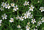 STELLARIA HOLOSTEA,  GREATER STITCHWORT