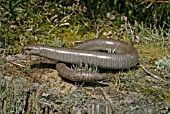 ANGUIS FRAGILIS,  SLOWWORM