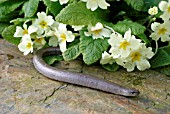 ANGUIS FRAGILIS,  SLOWWORM