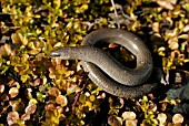 ANGUIS FRAGILIS,  SLOWWORM