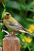 GREENFINCH,  MALE ON POST,  CARDUELIS CHLORIS