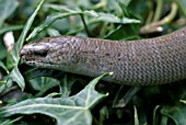 ANGUIS FRAGILIS,  SLOWWORM