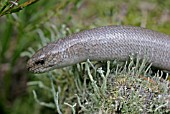 ANGUIS FRAGILIS,  SLOWWORM