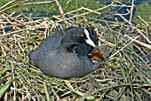 FULICA ATRA,  COOT