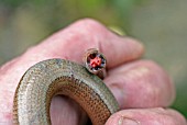 ANGUIS FRAGILIS,  SLOWWORM