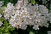 CRATAEAGUS MONOGYNA,  HAWTHORN