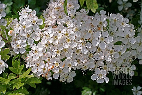 CRATAEAGUS_MONOGYNA__HAWTHORN