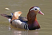 AIX GALERICULATA,  MANDARIN DUCK