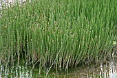 EQUISETUM HYEMALE,  WATER HORSETAIL