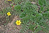 POTENTILLA ANSERINA,  SILVERWEED