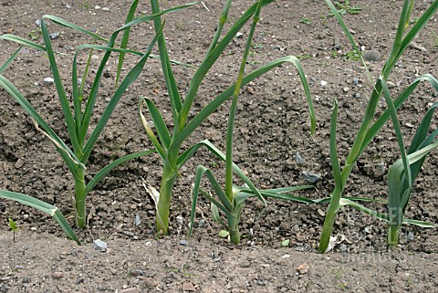 LEEKS_IN_A_TRENCH