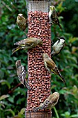 FINCHES,  TITS,  EATING FROM BIRD FEEDER