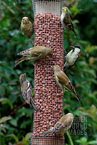 FINCHES__TITS__EATING_FROM_BIRD_FEEDER