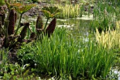 BOG GARDEN IN MAY