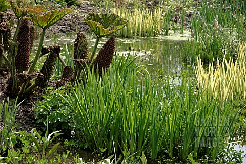 BOG_GARDEN_IN_MAY