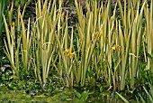 IRIS PSEUDACORUS VARIEGATA,  FLAG IRIS