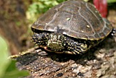 EMYS ORBICULARIS,  EUROPEAN POND TERRAPIN