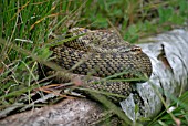 VIPERA BERIS,  ADDER